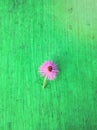 Pink wildflowers like dandelions on artistic green background