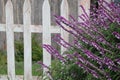 Pink wildflowers overtaking a fence