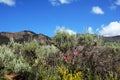 Pink Wildflowers in Yellowtone Royalty Free Stock Photo