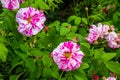 Pink wildroses bush close up Royalty Free Stock Photo