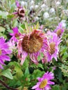 Pink wilted flowers on a background of greenery. Fading garden still life with flowers and autumn greens. The concept of sadness, Royalty Free Stock Photo