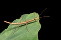 Pink winged stick insect or Madagascan stick insect, Sipyloidea sipylus, Analamazaotra National Park. Madagascar wildlife