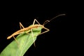 Pink winged stick insect or Madagascan stick insect, Sipyloidea sipylus, Analamazaotra National Park. Madagascar wildlife