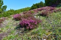 Pink winter heath (Erica carnea) plants bellow SneÃÂ¾nik mountain