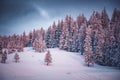 pink winter sunrise of snow covered firs - beautiful moutain landscape - Christmas backgrund