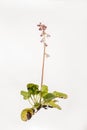 Pink Wintergreen - Pyrola asarifolia