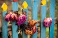 Pink withered flowers on a blue fence in the fall. Royalty Free Stock Photo