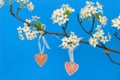 Pink wood hearts hanging from pear tree branch with blossoms Royalty Free Stock Photo