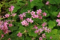 Pink Wood Sorrel