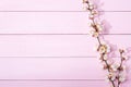 Pink wooden background with branches of blossoming apricot and copy space for text