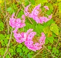 pink woodland phlox flowers