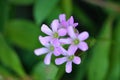 Pink Woodsorrel flower bunch