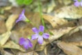 Pink woodsorrel growing wild Royalty Free Stock Photo