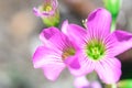 Pink woodsorrel, macro view ,exotic ornamental plan