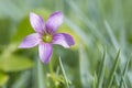 Pink Woodsorrel (Oxalis Debilis)