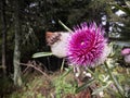Pink Woolly thistle (Cirsium eriophorum) plant in forest Royalty Free Stock Photo