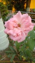 Pink ( Floribunda) Rose Royalty Free Stock Photo
