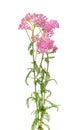 Pink yarrow Royalty Free Stock Photo