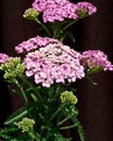 Stems of Umbels of Pink Yarrow Appleblossom Flowers Royalty Free Stock Photo