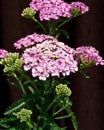 Flat Umbels of Pink Yarrow in Bloom