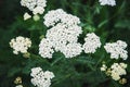 Pink Yarrow blooms, Achillea Millefolium plants in field Royalty Free Stock Photo