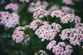 Pink Yarrow blooms, Achillea Millefolium plants in field Royalty Free Stock Photo