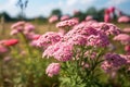 Pink Yarrow Blooms on Achillea Millefolium Plants, Generative Ai