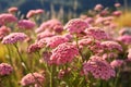 Pink Yarrow Blooms on Achillea Millefolium Plants, Generative Ai