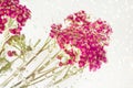 Pink yarrow flower with air bubbles