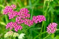 Pink yarrow flowers. Achillea millefolium