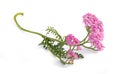 Pink yarrow flowers