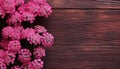 Pink yarrow flowers on wooden background. Top view with copy space