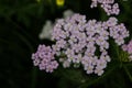 Pink yarrow