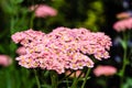 Pink Yarrow plant in bloom Royalty Free Stock Photo