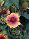 Pink yeallow sunflower Royalty Free Stock Photo
