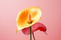 Pink yellow abstract tropical calla nature lily green plant flower bouquet bloom Royalty Free Stock Photo