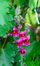 Pink with yellow Antirrhinums, dragon flowers or snapdragons, cl