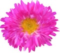 Pink and yellow aster flower isolated on white Royalty Free Stock Photo