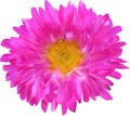 Pink and yellow aster flower isolated on white