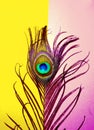 pink and yellow background on peacock tail,beautiful peacock feathers on pink background, peacock feathers wallpaper ,peacock tail