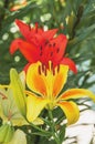 Pink and yellow beautiful Lily close-up on a Sunny summer day in the garden on a flower bed. natural floral background Royalty Free Stock Photo