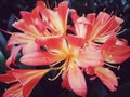 Natal, Kaffir or bush lily pink flower (Clivia miniata) with long stamens Royalty Free Stock Photo