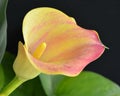 Pink and yellow calla lily Royalty Free Stock Photo