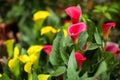 Pink and yellow Calla lily flowers in bloom on display at the farmers flower market Royalty Free Stock Photo