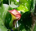 Unfurling Pink Calla Lily Royalty Free Stock Photo