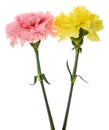 Pink and yellow carnations flowers