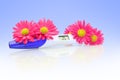 Pink yellow chrysanthemum flowers and positive pregnancy test Royalty Free Stock Photo