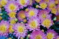 Pink and yellow chrysanthemum Royalty Free Stock Photo