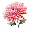 Pink Chrysanthemum Flower Clipart: Hyper-realistic Animal Illustration Style Royalty Free Stock Photo