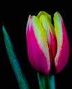 pink and yellow closed petals tulip on black background Royalty Free Stock Photo